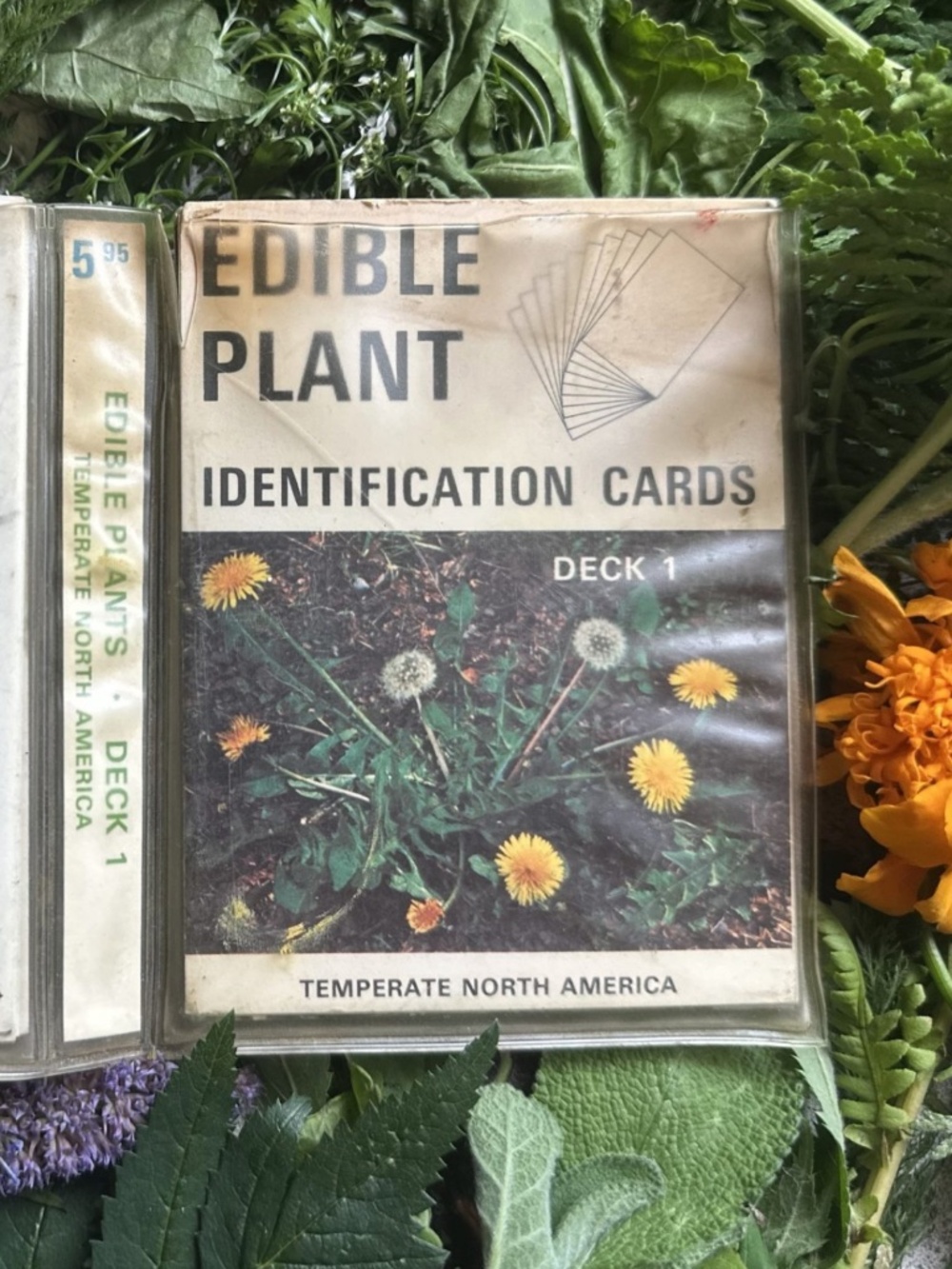 Vintage Edible Plant Identification Cards